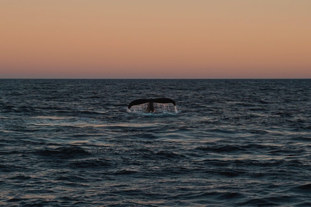 Halflange kapsels voor 60 plus: stijlvol en makkelijk te dragen