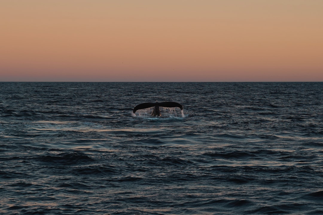 Halflange kapsels voor 60 plus: stijlvol en makkelijk te dragen